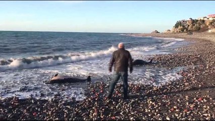 2 ölü yunus kıyıya vurdu