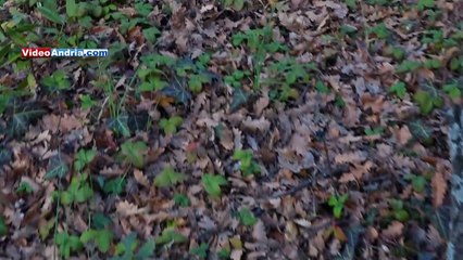 Puglia: l'andriese che ha piantato 100 alberi senza 1 euro. "Ecco come ho fatto"