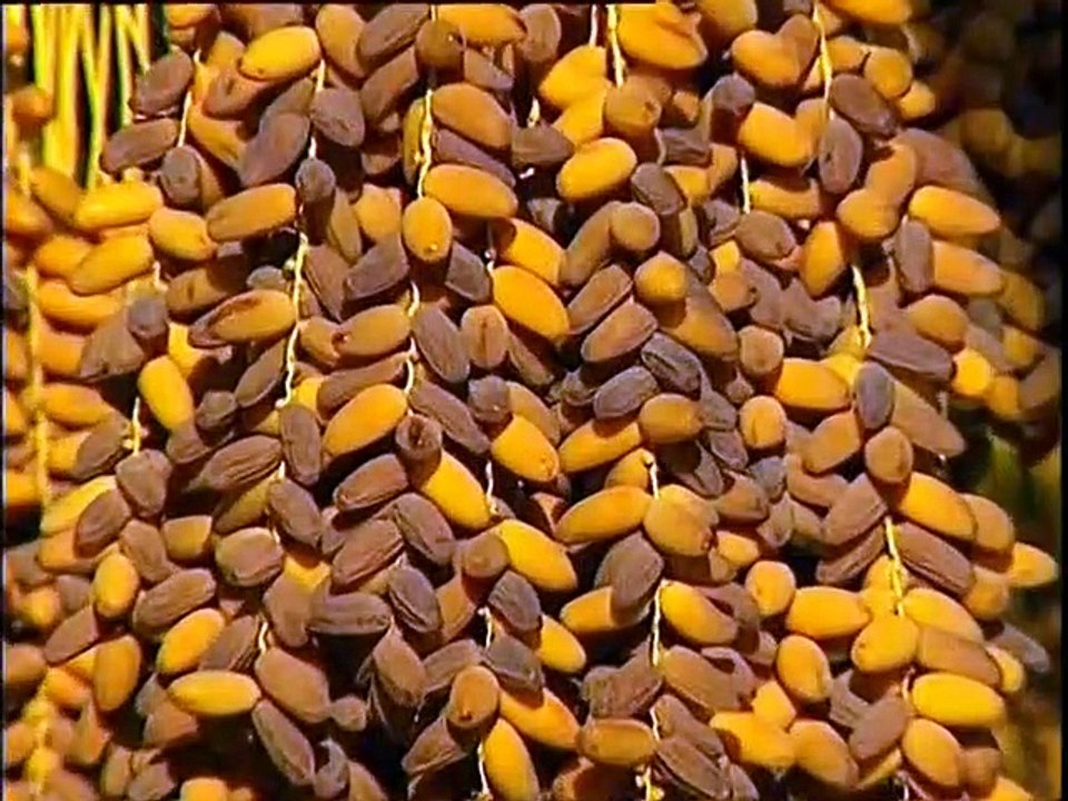 Tunisie, la mer et le désert