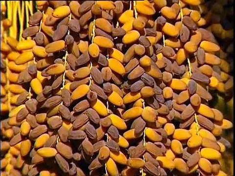 Tunisie, la mer et le désert