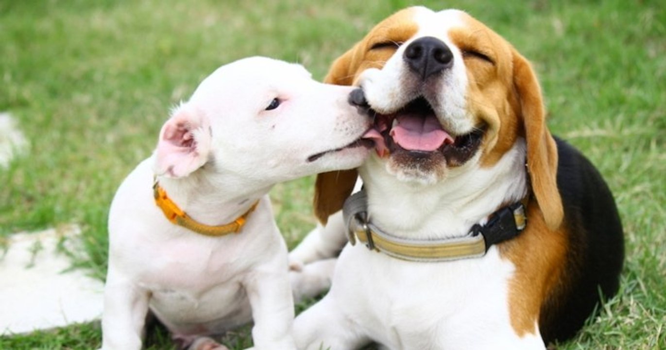 Pour la Saint-Valentin, ces chiens victimes d'abandon écrivent des lettres d'amour afin de se faire adopter