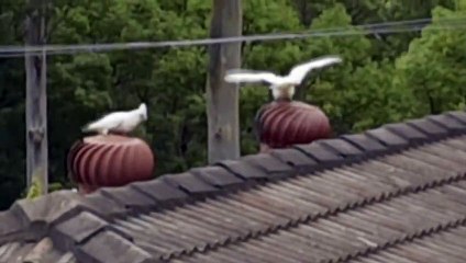 Whirly Birds Enjoy a Rooftop Spin