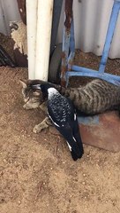 Patient Cat Tries to Tolerate Nosy Bird