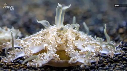 'Mucus Grenades' Explains How Upside-Down Jellyfish Can Sting You Without Contact