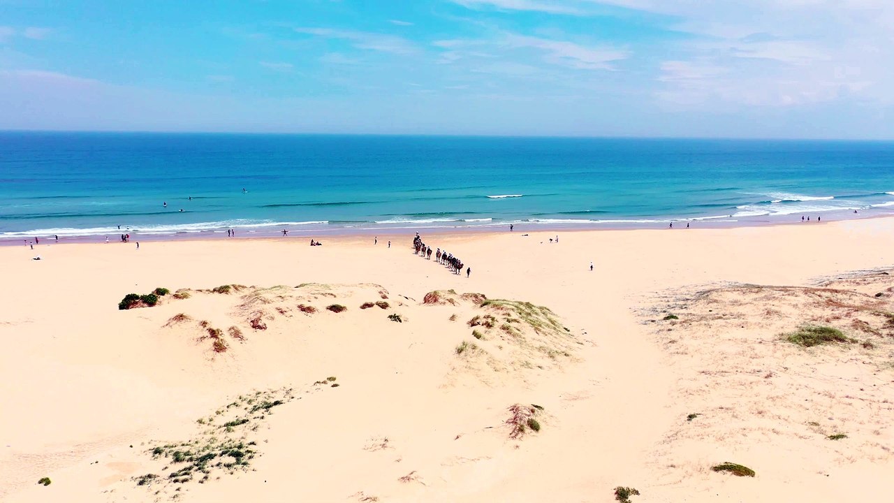 Camels on the beach at Australia