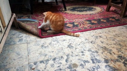 Naughty kitten seeks funny Entertainment with Home Carpet