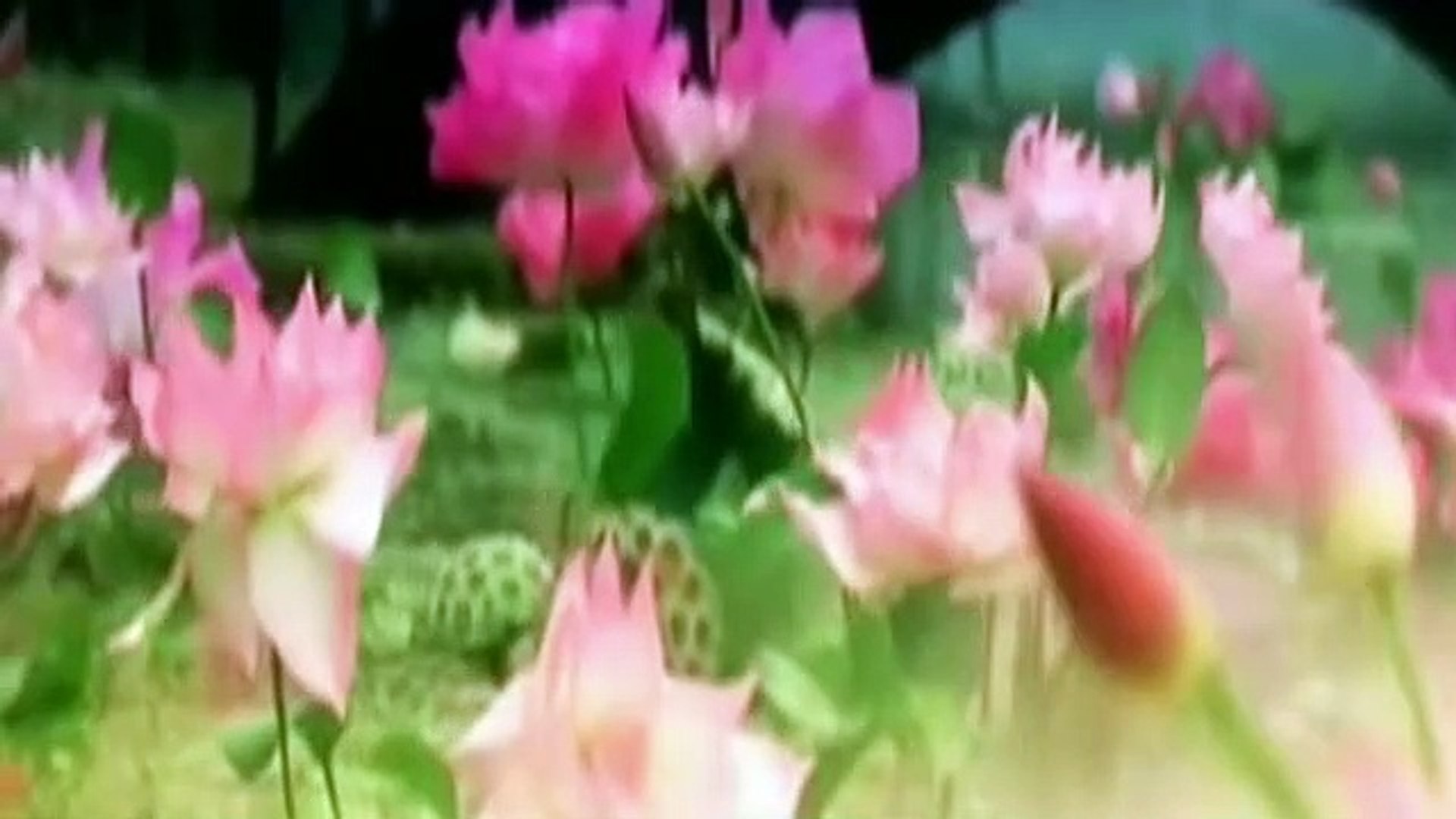 ⁣Chinese Love Songs - Ambient Music -