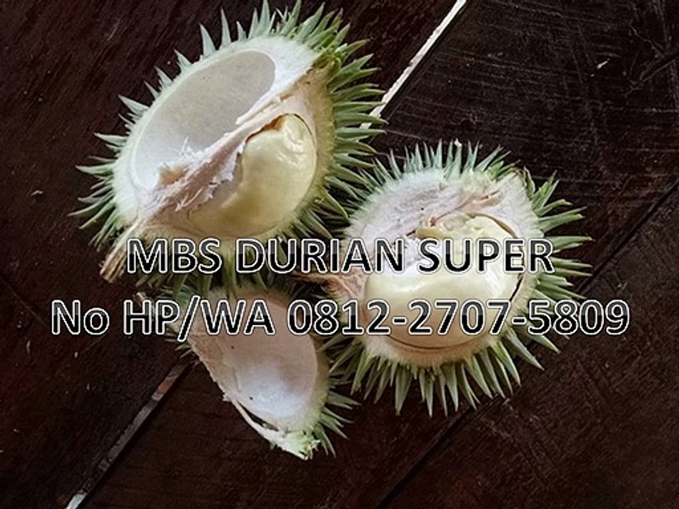GROSIR, WA 0812-2707-5809, Bibit Durian Cimahi Sulawesi Selatan