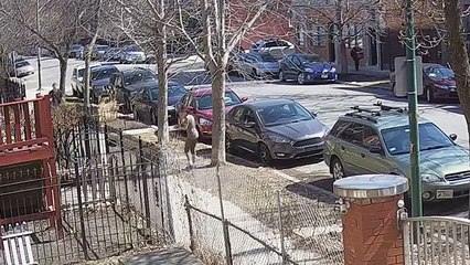 Un pitbull hors de contrôle attaque un joggeur