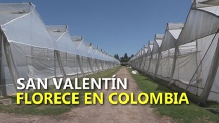 San Valentín florece en Colombia