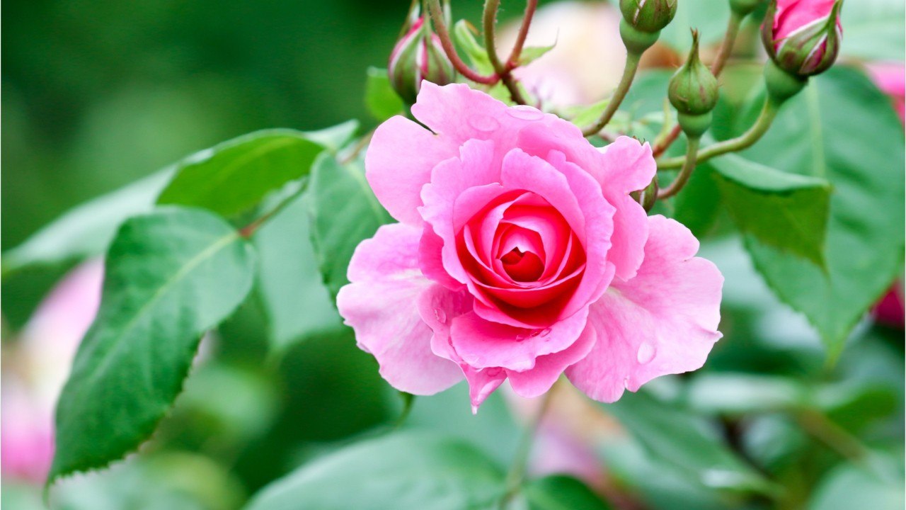 Vos Questions Jardin: Quand tailler ses rosiers buissons