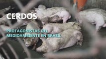 Cerdos, protagonistas del medioambiente en Brasil