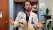 Coronavirus in Dogs - Vet Explains