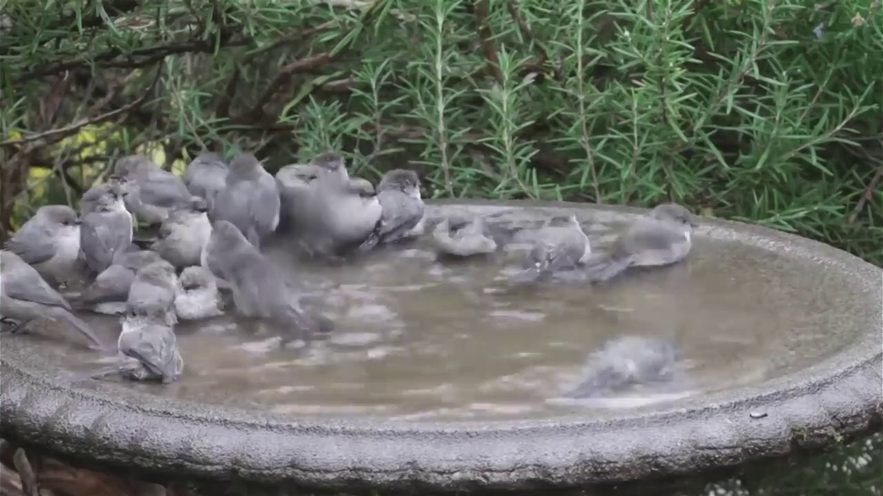 Cette vasque se transforme chaque matin en piscine municipale pour oiseaux
