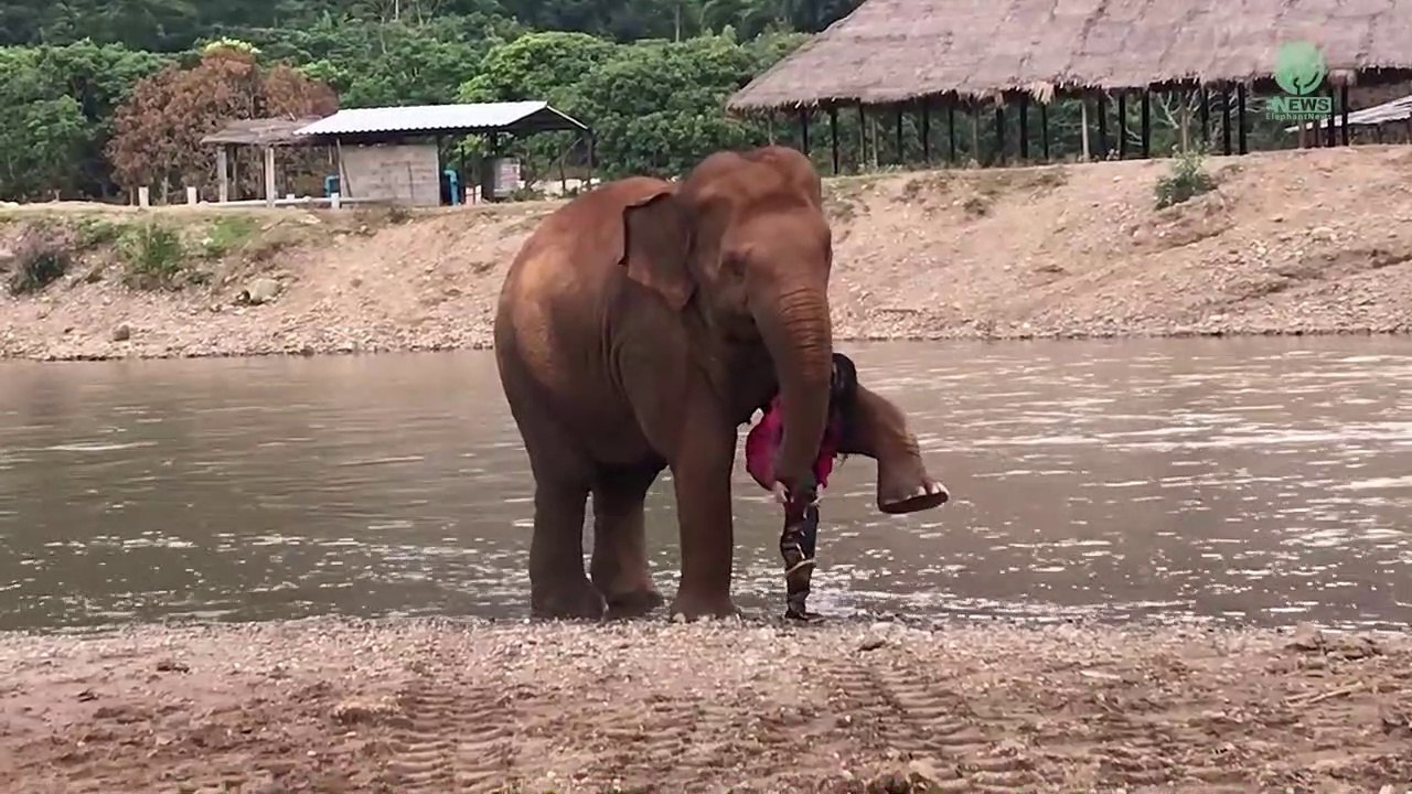 Cet éléphant s'occupe de cette femme comme si c'était son propre bébé