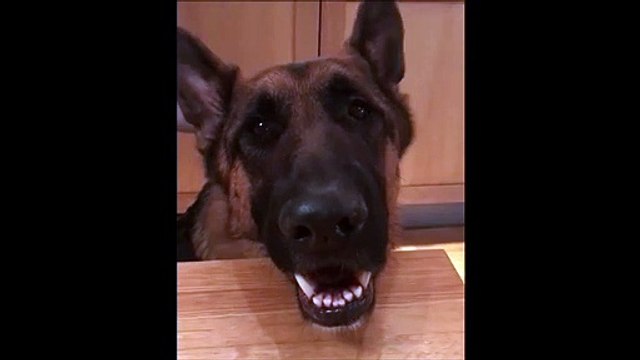 Ce chien découvre l'usage de ses oreilles... Je suis un papillon