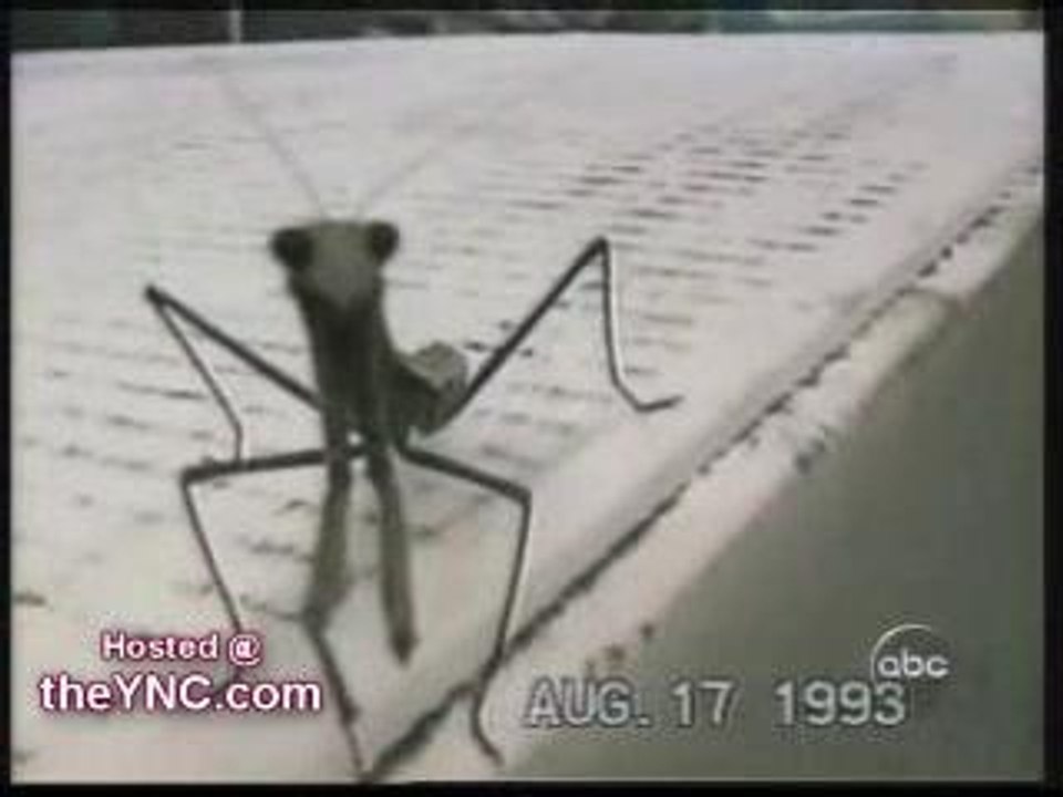 Damn bugs!