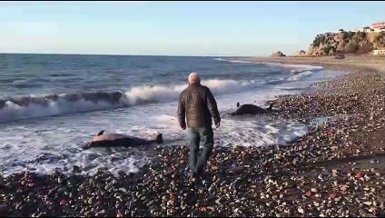 2 ölü yunus kıyıya vurdu - ZONGULDAK