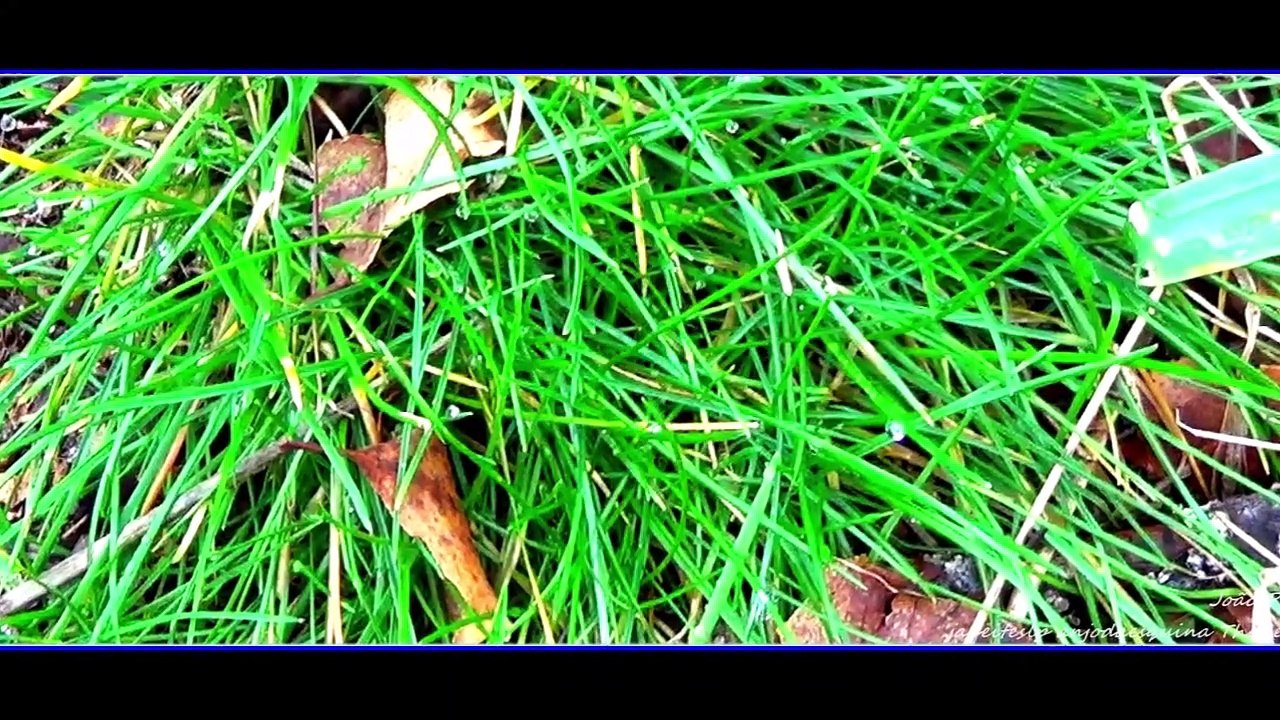 Serra da Estrela, Flores e Líquenes etc, que resistem ao Inverno a 1 500m