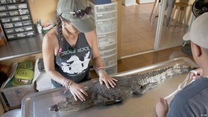 بليز: نشطاء من أجل حماية التماسيح