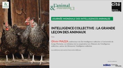 Conférence d'Olivier Piazza : L'intelligence collective des animaux