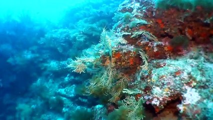A Close-up with a Colorful St. Peter's Fish