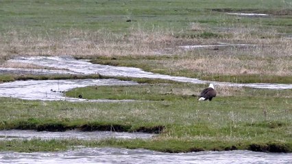 Elusive Duck Evades Multiple Eagles