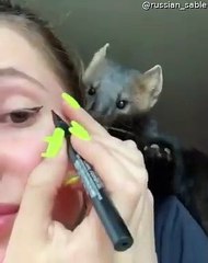 Pet Sable Loves to  Play with Owner