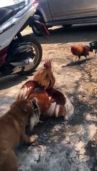 Puppy Pulls Rooster Out of Ruckus
