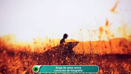 Briga de ratos vence concurso de fotografia