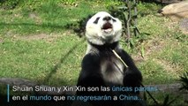 Las únicas pandas mexicanas
