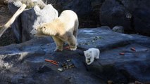 Avusturya'da yavru kutup ayısı ilk defa görücüye çıktı - VİYANA