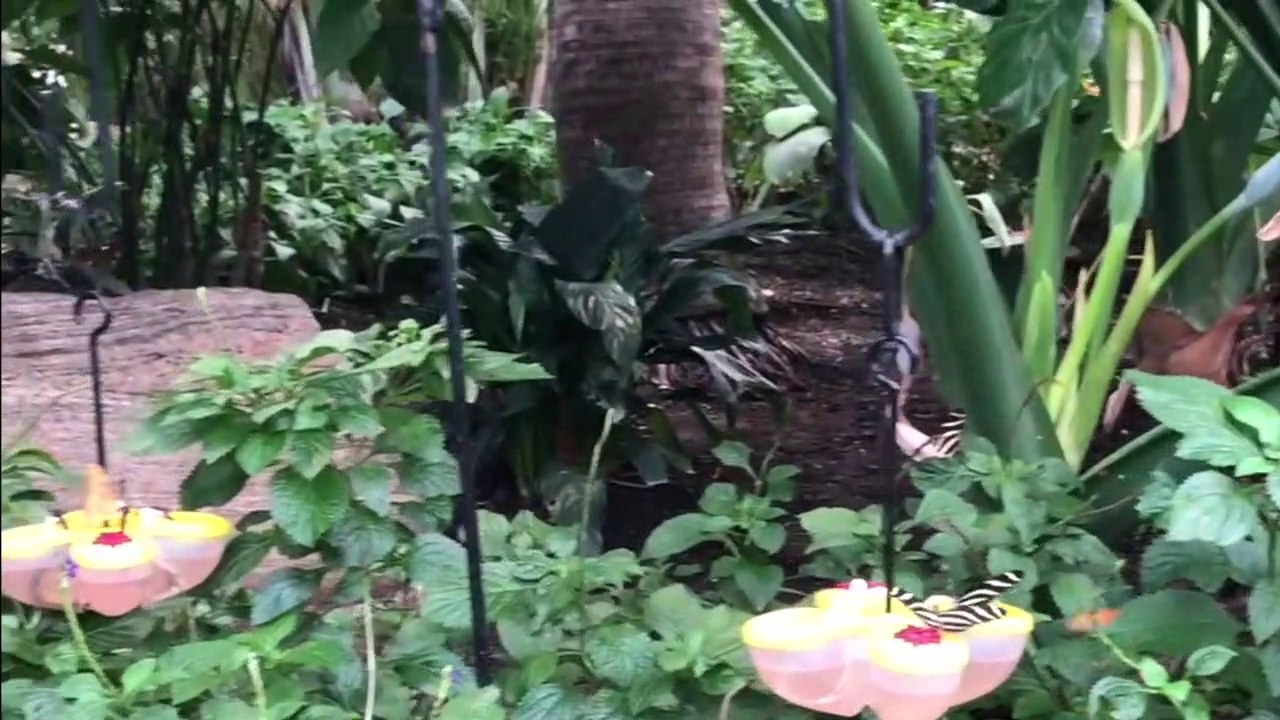 Butterflies Niagra Falls Conservatory 2019 - A...