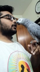 Adorable Bond Between Human and Parrot