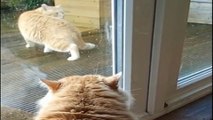 The cat makes the strangest noises after he spots a stray in his garden