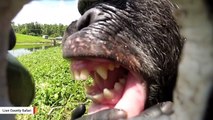 Watch: Chimp Finds Hidden Camera And Starts Posing