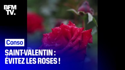 Pourquoi faut-il éviter d'offrir des roses pour la Saint-Valentin ?