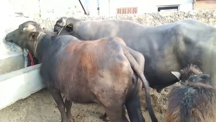 Amazing murrh bhains meeting super fun comedy