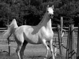 SH Canila Jument pur sang arabe, arabian horse mare.