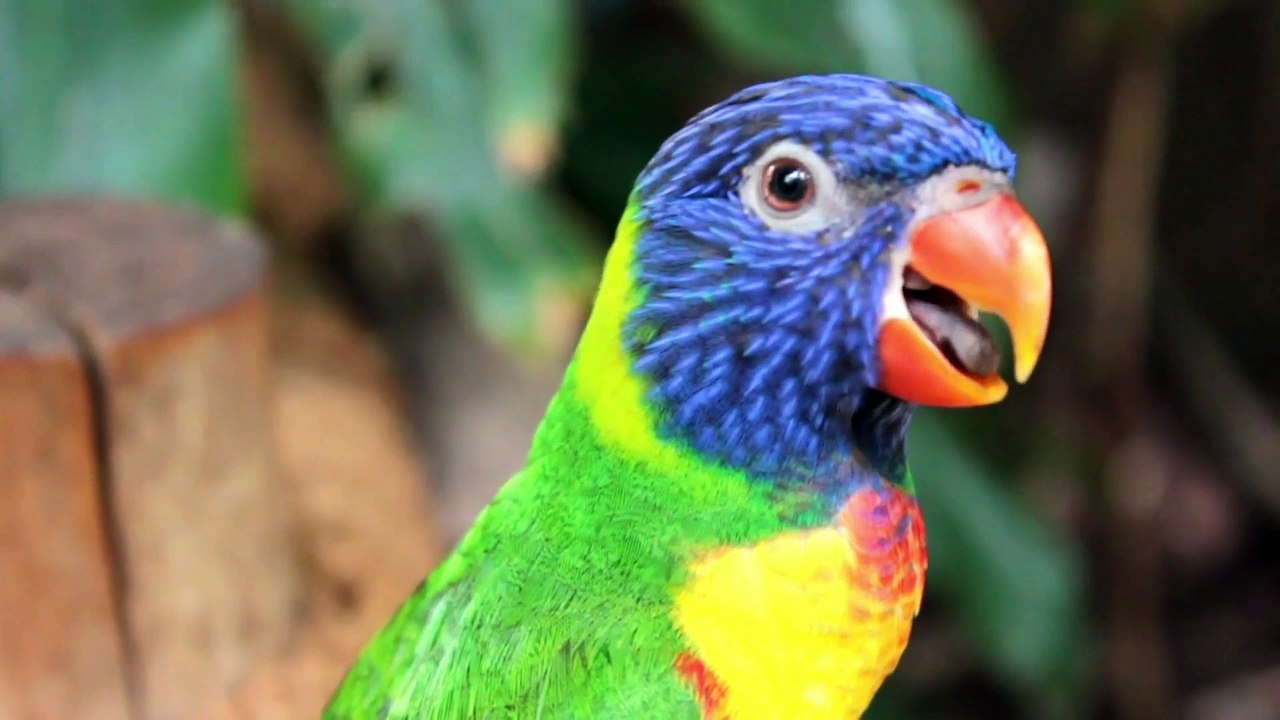 Beautiful parrot