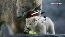 Yavru kutup ayısı ilk defa kameraların önüne çıktı