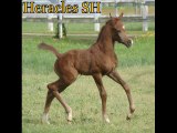 Heracles SH poulain pur sang arabe, arabian horse colt