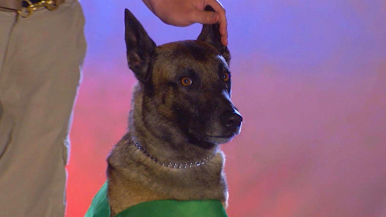 America's Top Dog Live PD K9 Jago Takes Bathroom Break Halfway Through