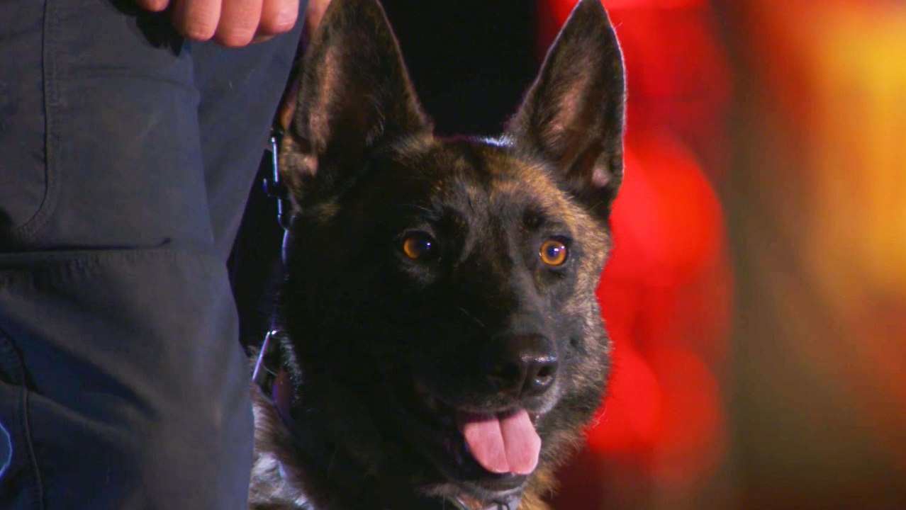 America's Top Dog K9 Teams Compete in Front of Sticks from Live PD