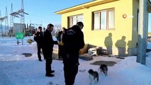 Dondurucu soğukta annelerini kaybeden yavru köpeklere belediye sahip çıktı