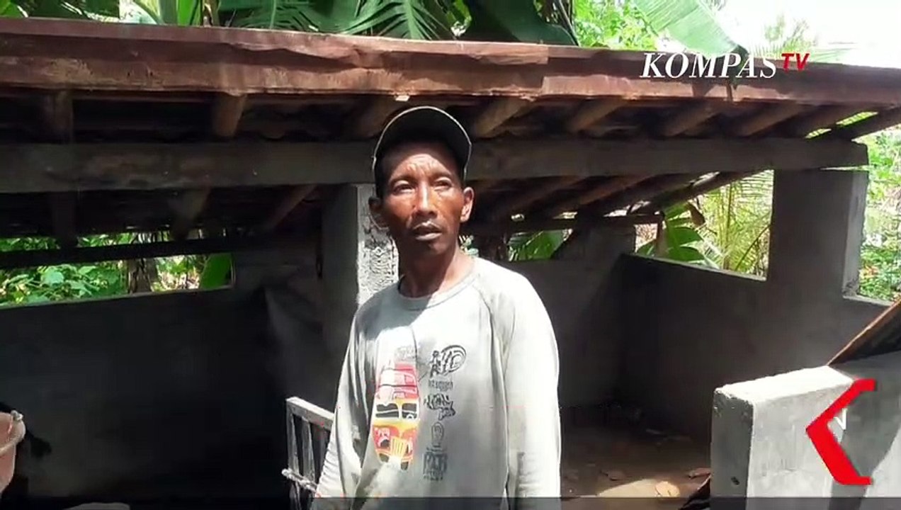 Duh! Ratusan Babi di Bali Mati Mendadak, Karena Virus Babi?