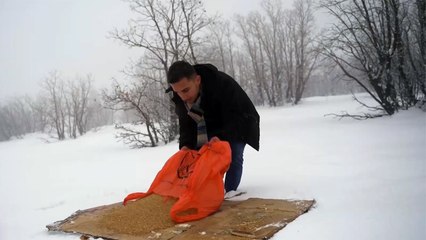 حملات تطوعية بكردستان لإيصال الطعام للحيوانات بالجبال والثلوج