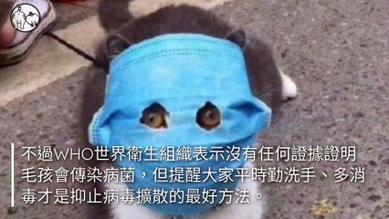 CollectionVideo-petmao_curation-petsmao.nownews-copy2-PetsMaoParser-2020/02/14-09:30