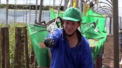 Zum Valentinstag: Drogen durch die Blume – wie Kolumbien versucht, Export-Sträuße sauber zu halten