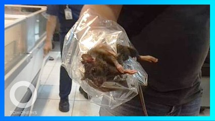 Download Video: Jijik! Tikus masuk freezer supermarket di Lampung - TomoNews